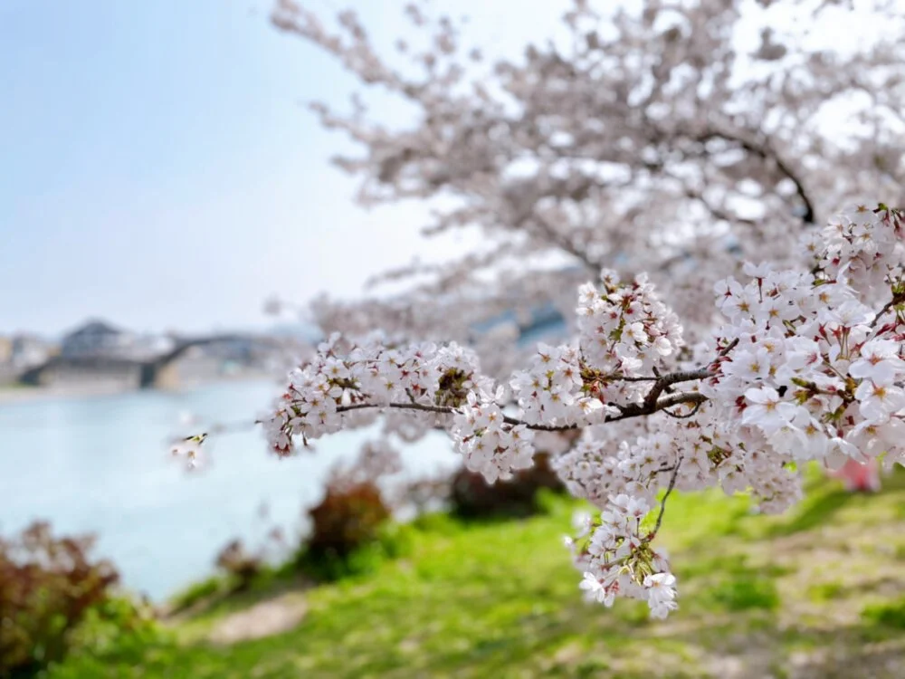 hitozuma_mao_m Offline XXX-chat