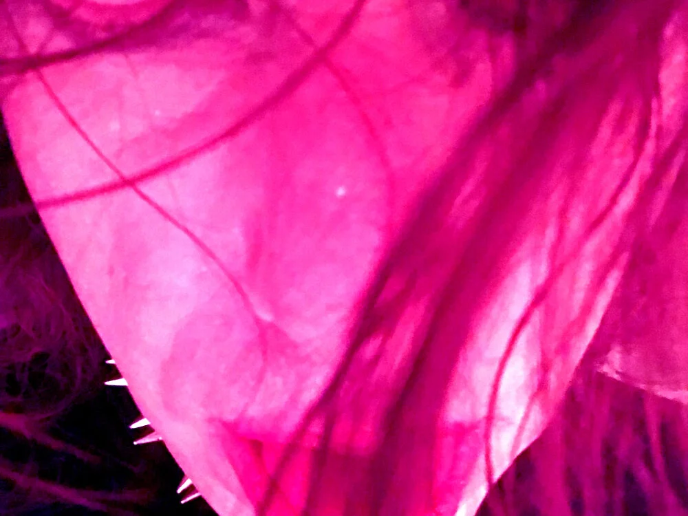 violetteminx Offline XXX Chat