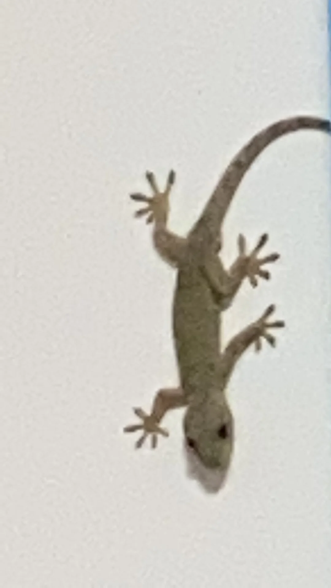 XXX Porn Photo of Nude SNAKEgirlQAQ 16