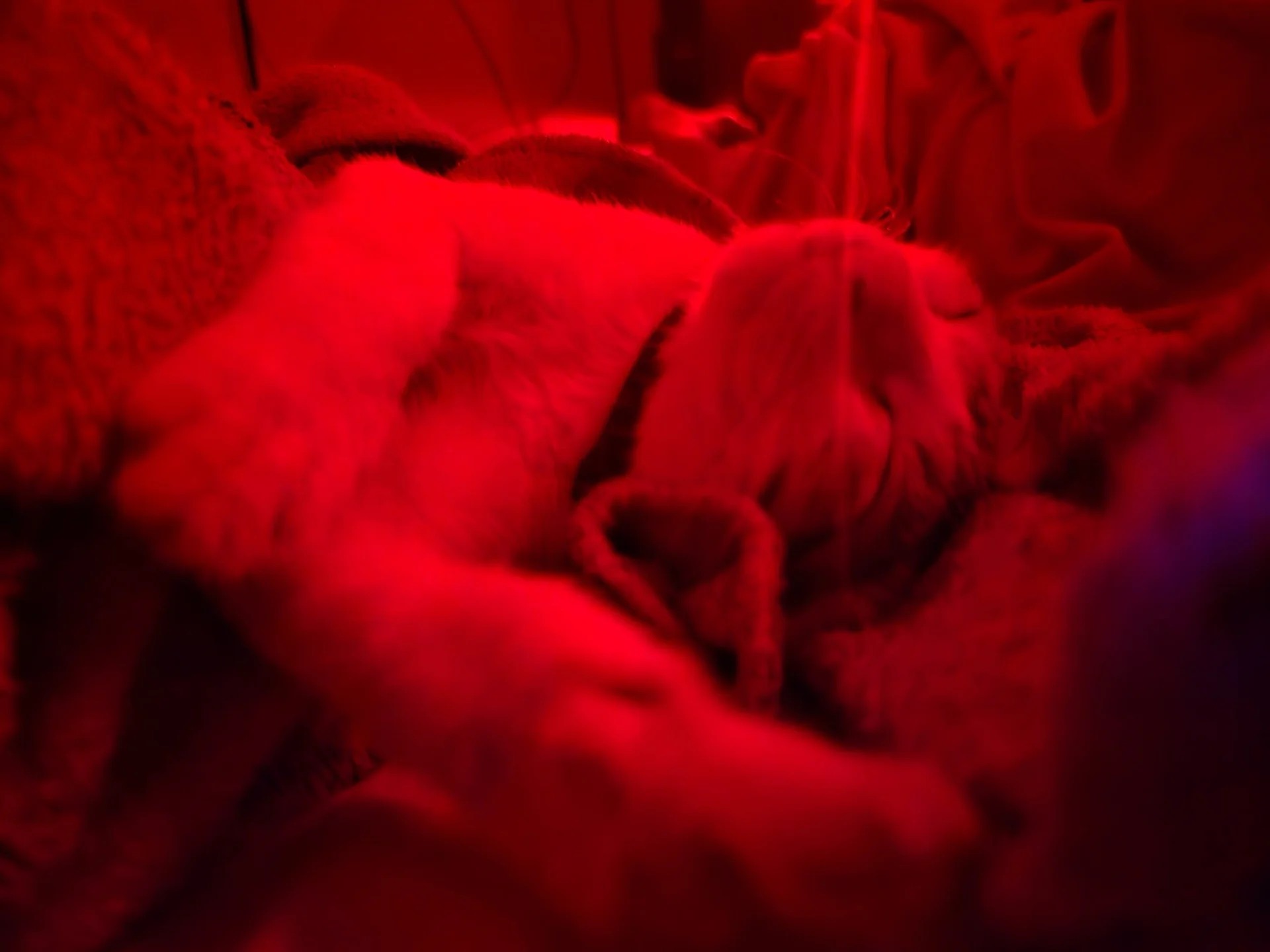 XXX Porn Photo of Nude Darwinstark_ 23