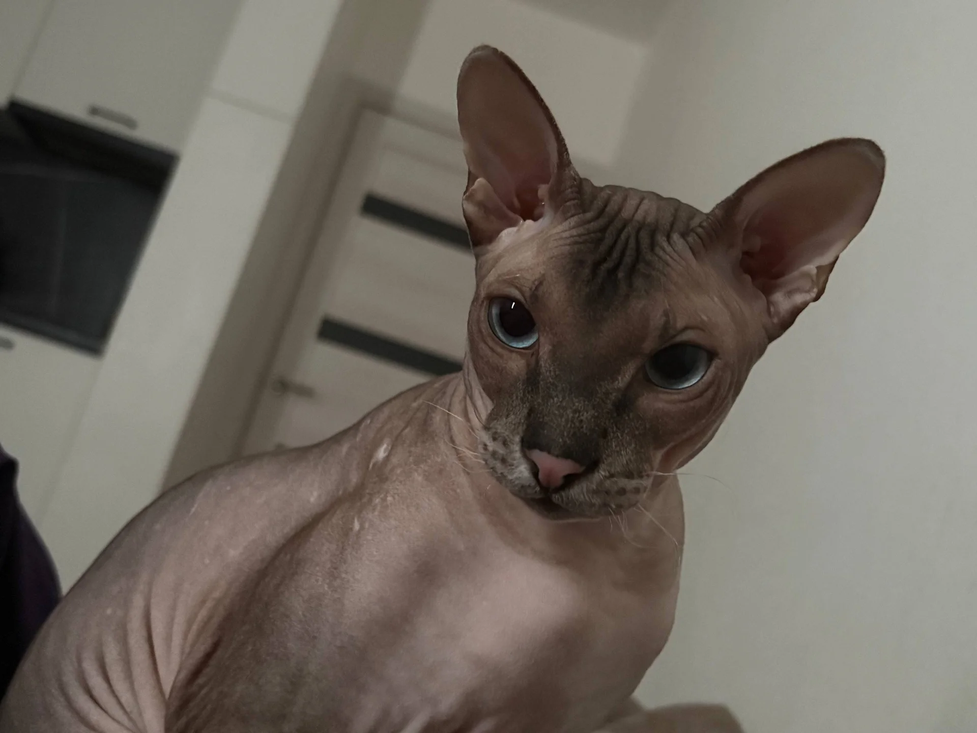 XXX Porn Photo of Nude selina_coy 13