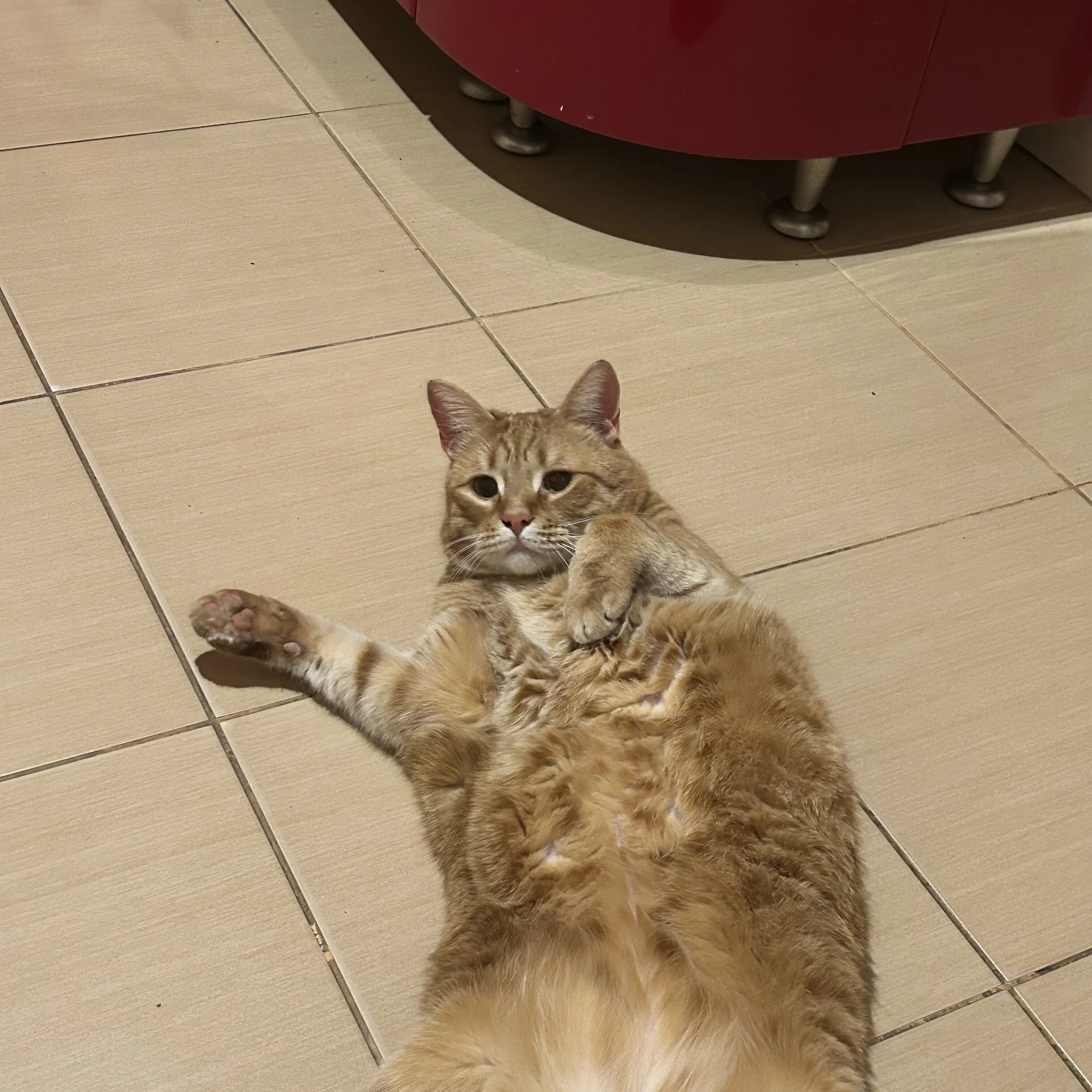 XXX Porn Photo of Nude CrystallPaws 20