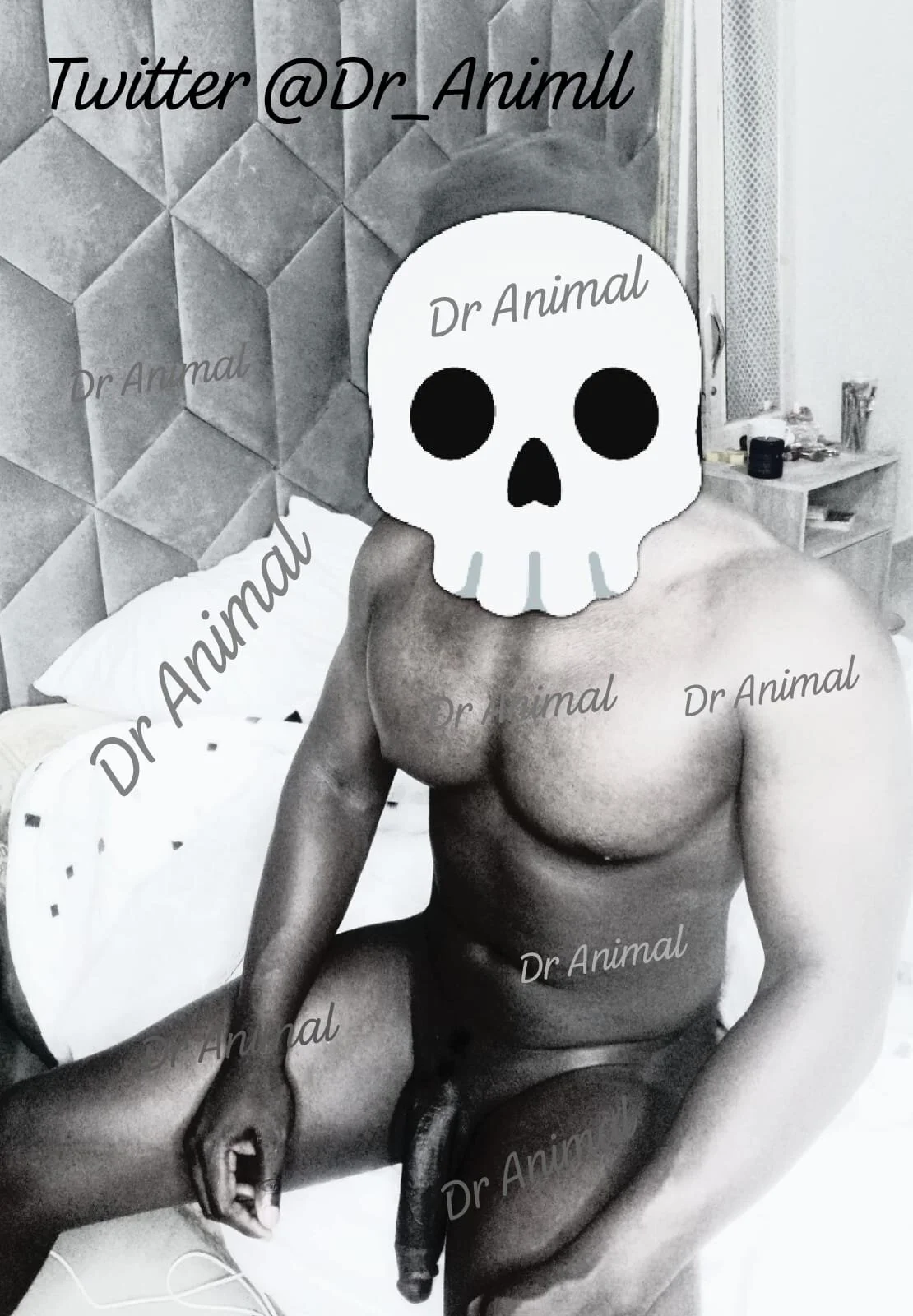 DR-ANIMAL