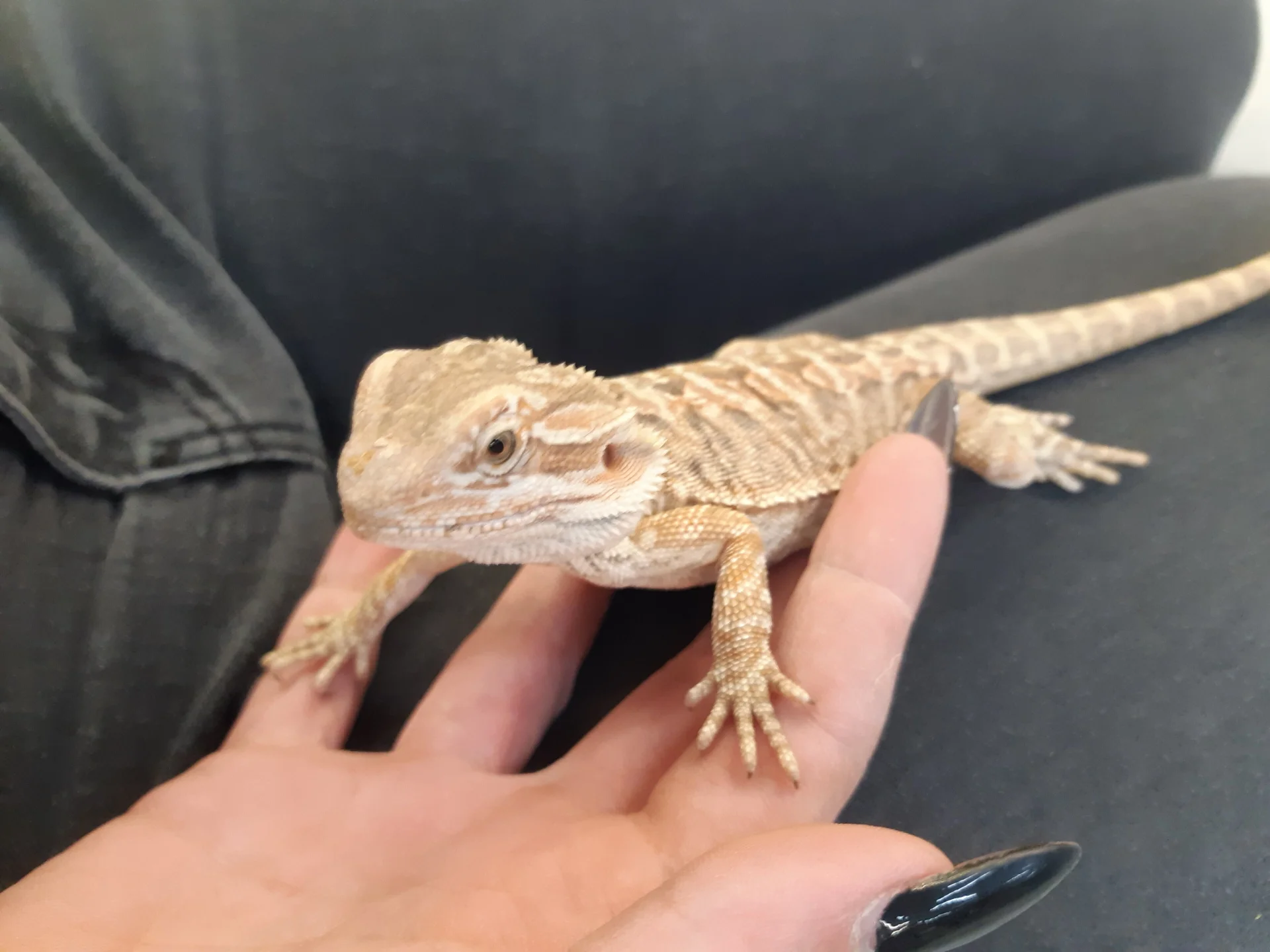 XXX Porn Photo of Nude Piggiteablacktea 4