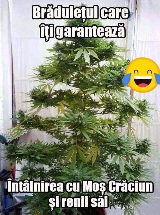 Imperatriza