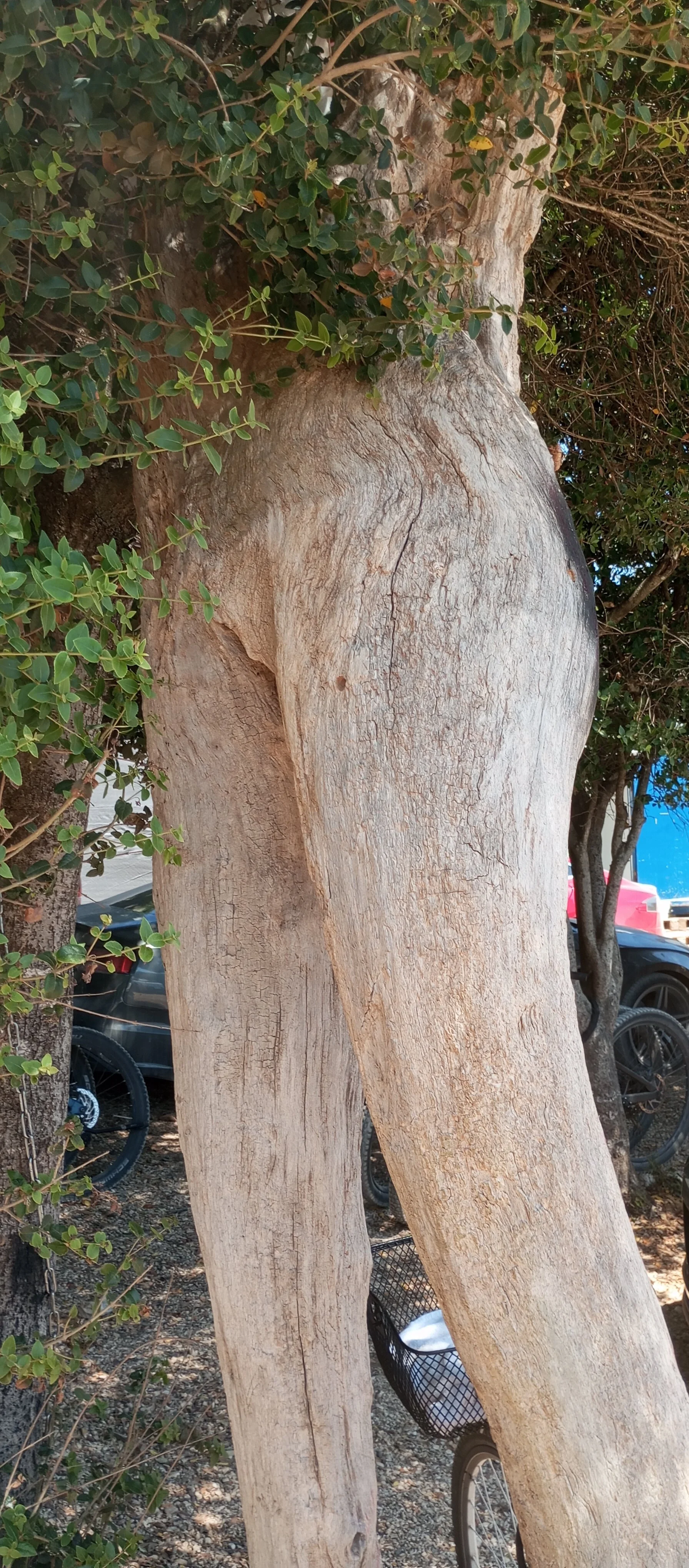 XXX Porn Photo of Nude WildNomade 2
