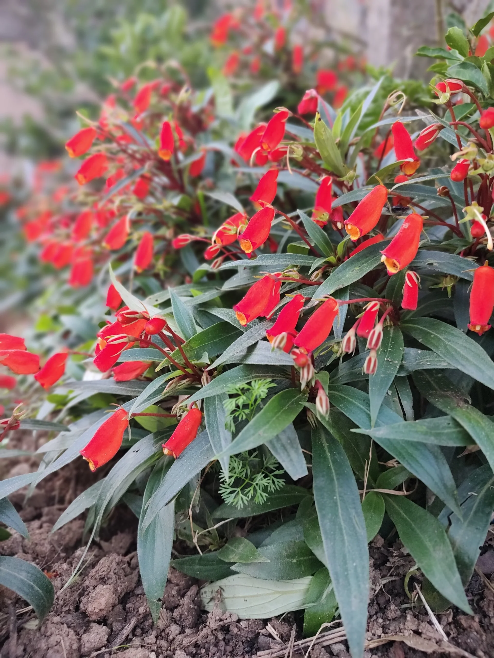 XXX Porn Photo of Nude lucasdf03 3