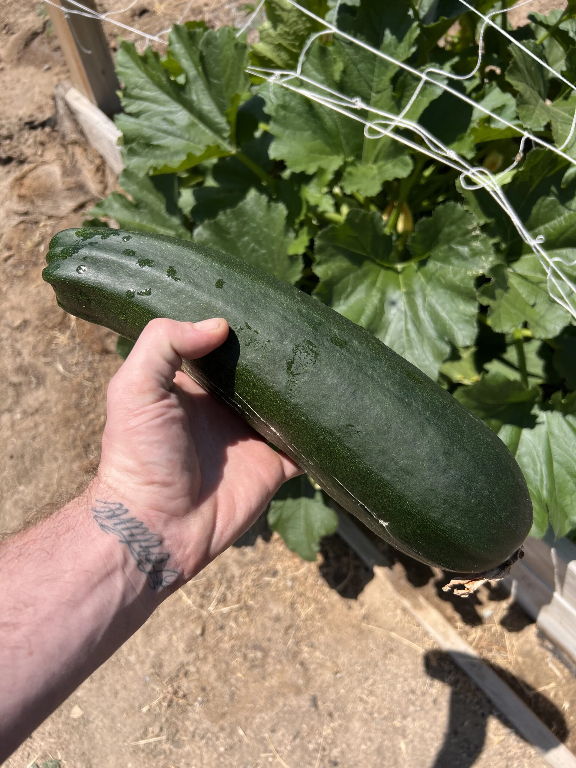 XXX Porn Photo of Nude mandjpuff2 9