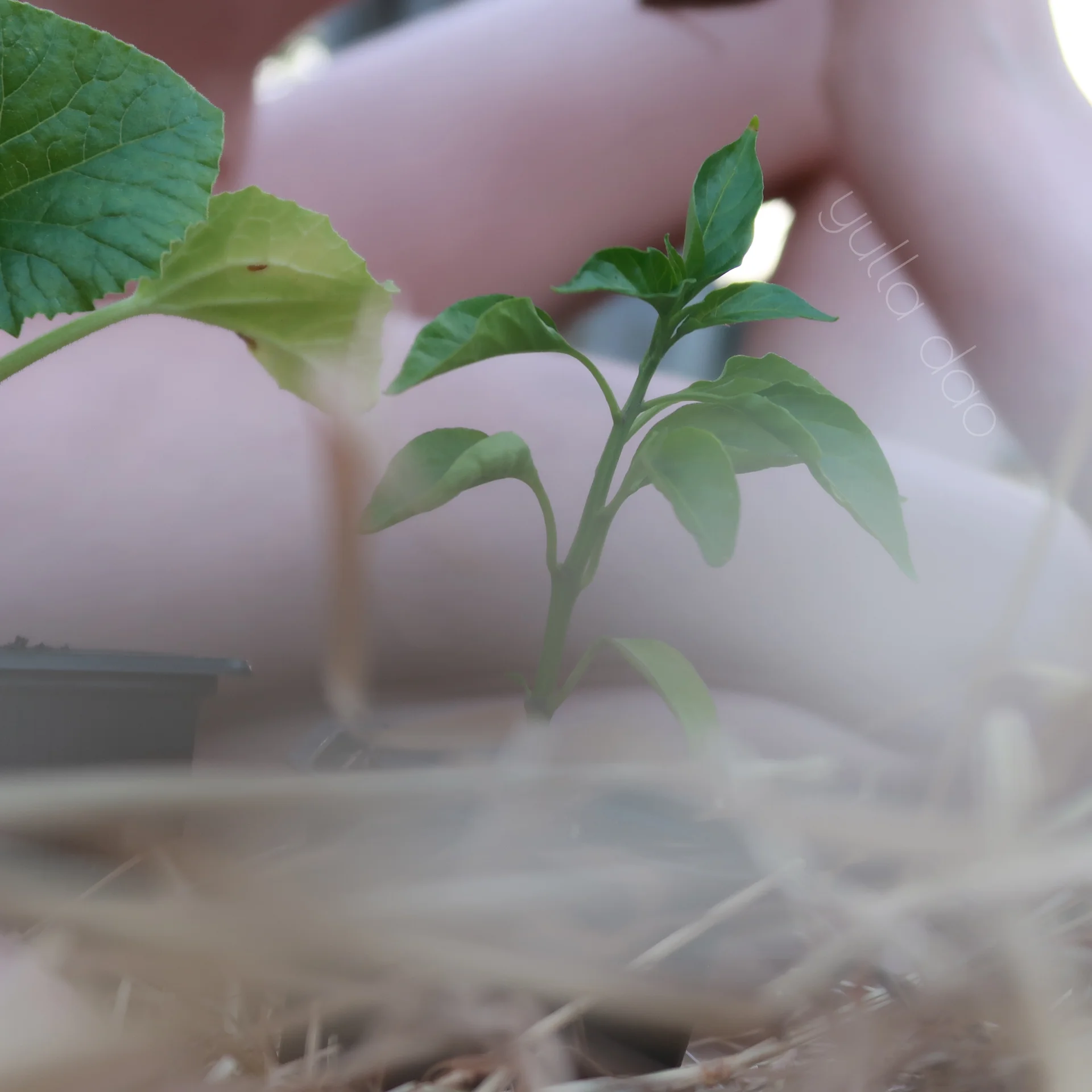 XXX Porn Photo of Nude yulladao 1263