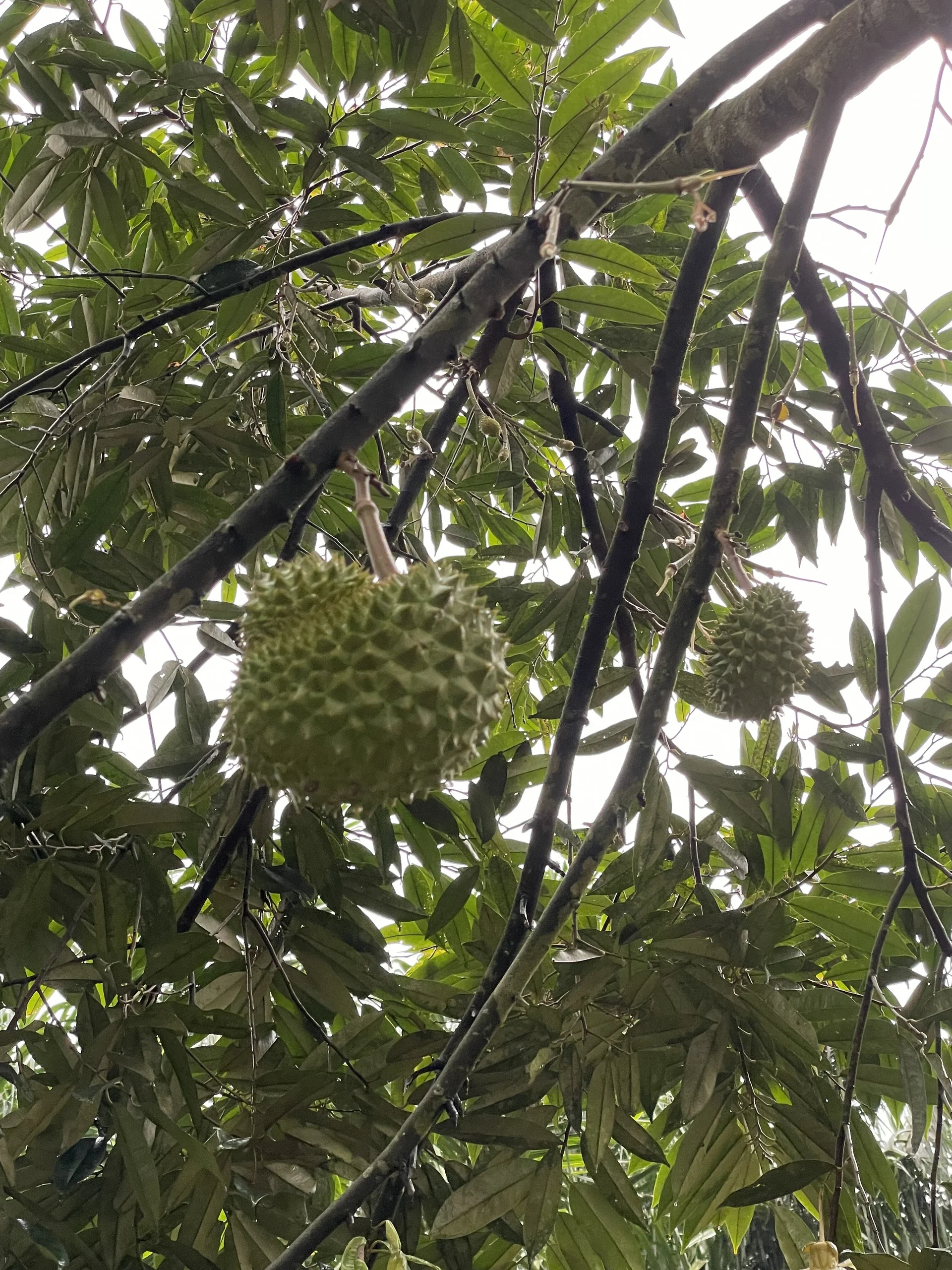 XXX Porn Photo of Nude burungmungil 1