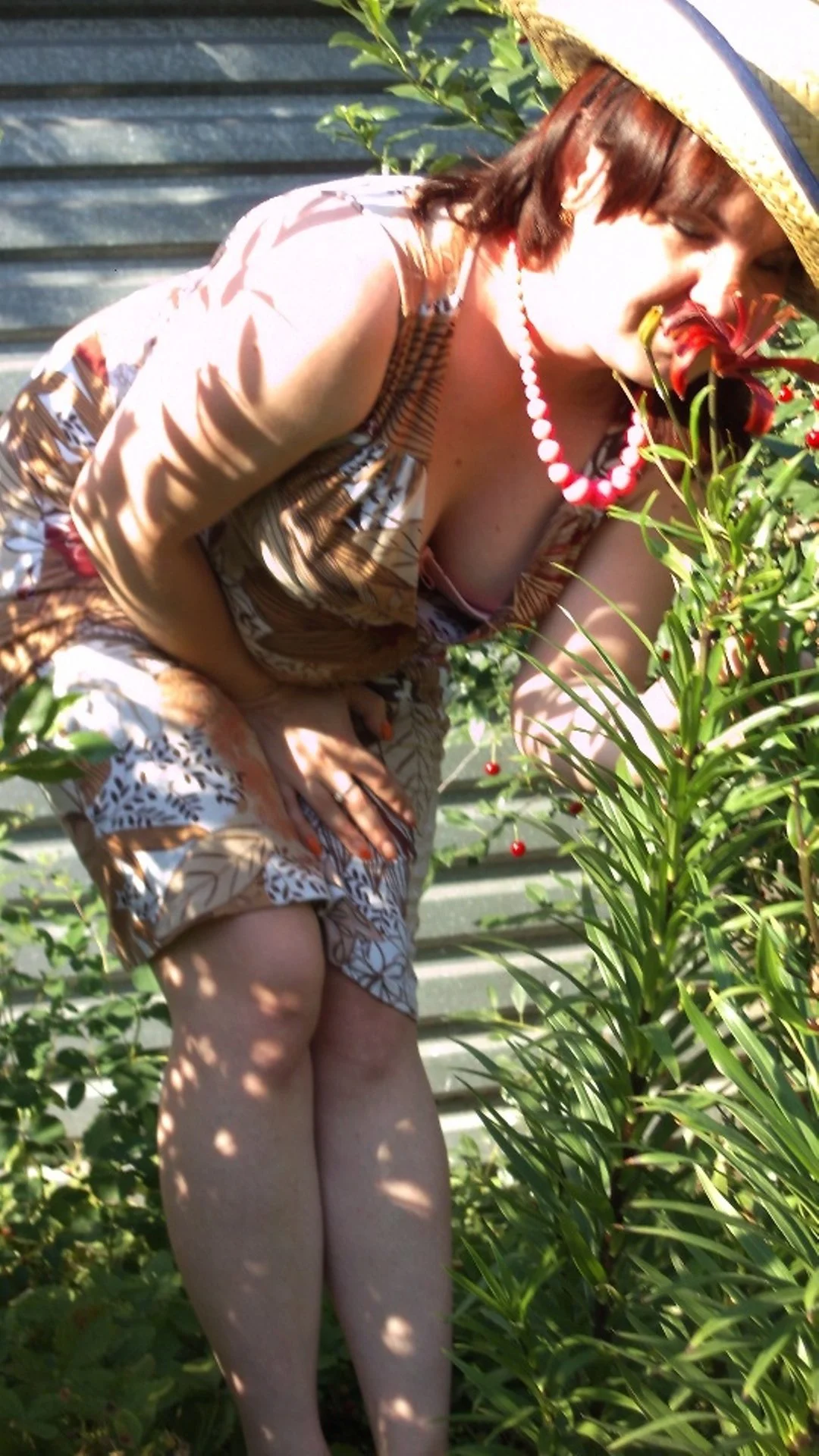 Aphelandra