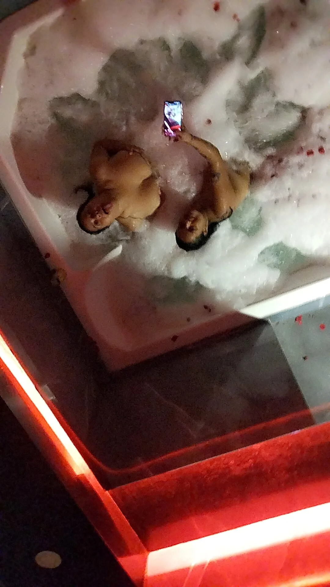 XXX Porn Photo of Nude Rossestoner 16