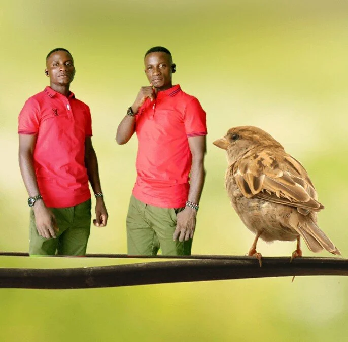 Am_stallionbbc1