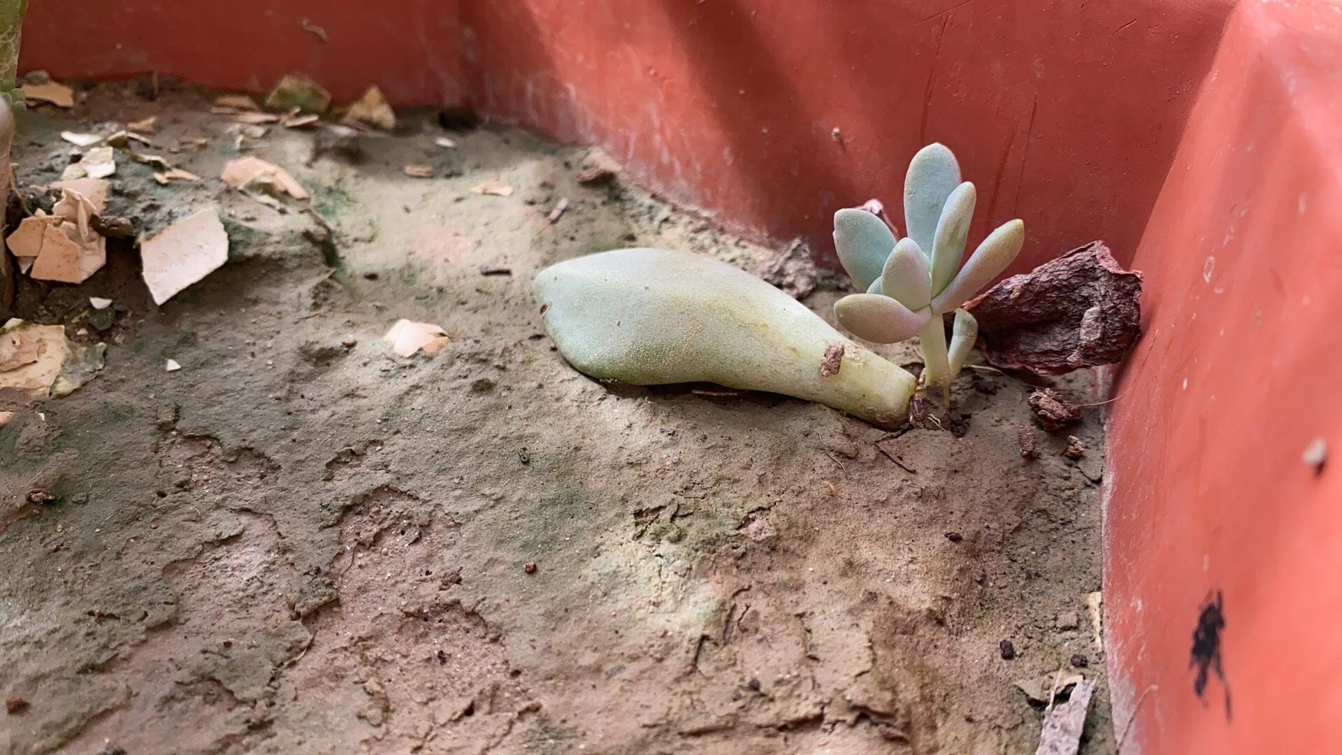 XXX Porn Photo of Nude SNAKEgirlQAQ 10