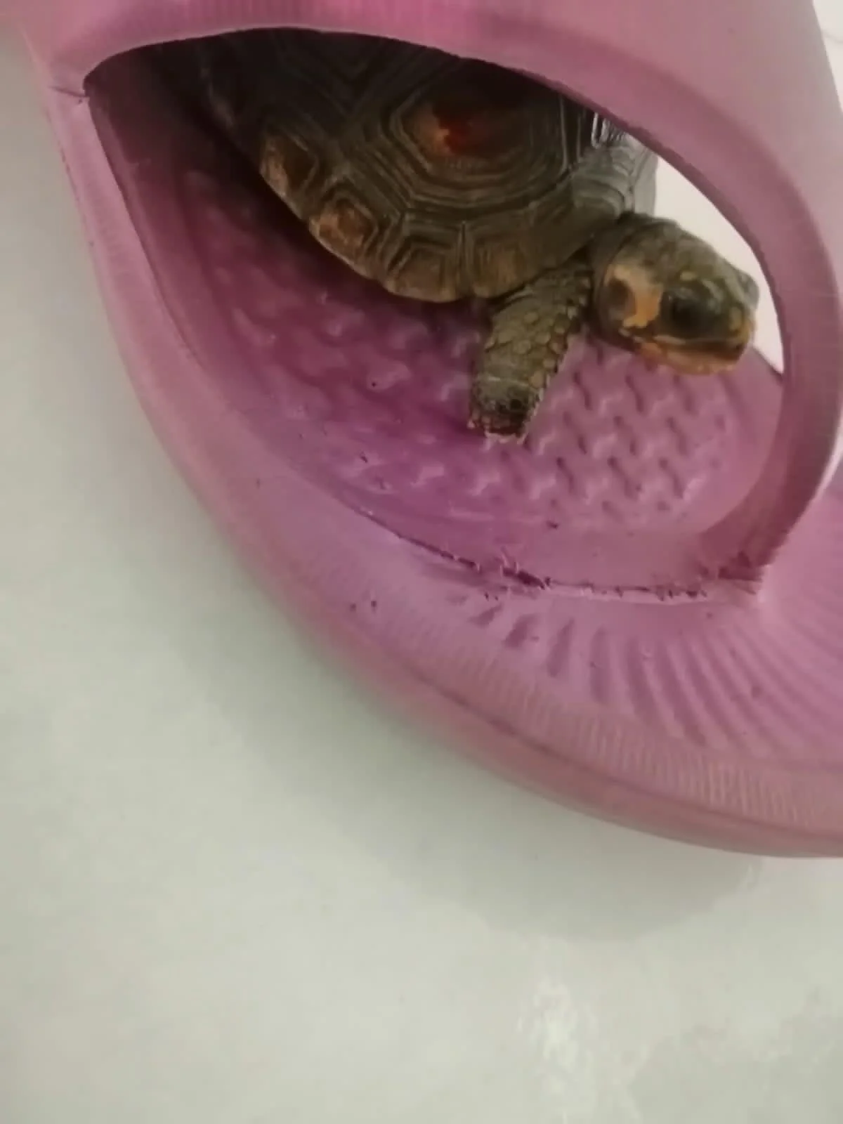 XXX Porn Photo of Nude Little_Lisy 16
