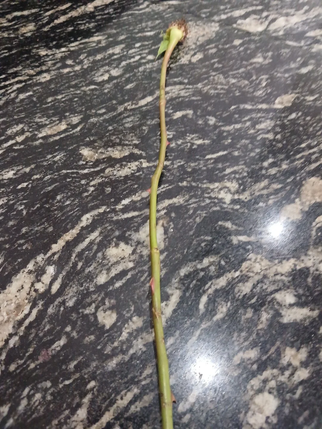XXX Porn Photo of Nude DelicinhaBah 5