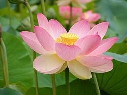XXX Porn Photo of Nude nelumbonucifera 13
