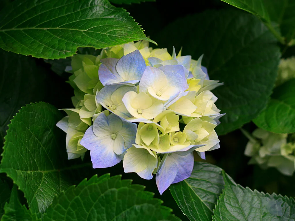 XXX Porn Photo of Nude MrFolium 4